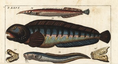 Locha czarnopłetwa - Krecia ryba syjamska (lub Petite Masta, Ocellee Eel, Trumpet lub Spiny Eel) - Ryba wilk - MacroSnake blenny, Ophidion barbatum 73, mniejszy węgorz kolczasty, Macrognathus aculeatus 74, ryba wilk, Anarhichas lupus 75, oraz jej szczęka i autorstwa Unbekannter Künstler