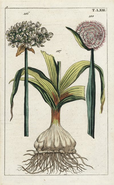Czarny czosnek, Allium nigrum 186, i cebula, Allium cepa, cebula 187 i kwiat 188. Ręcznie kolorowany miedzioryt przedstawiający ilustrację botaniczną z "Unterhaltungen aus der Naturgeschichte" (Encyklopedii historii naturalnej) G. T. Wilhelma. autorstwa Unbekannter Künstler