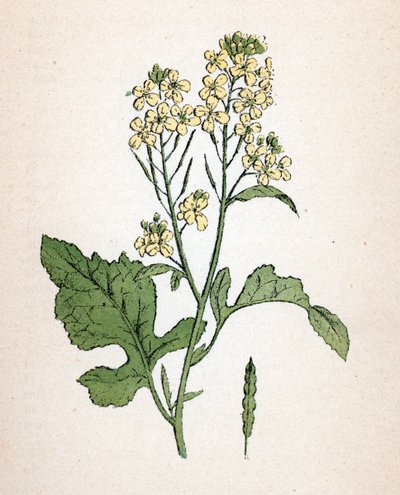 Gorczyca czarna (seneve noir) (Brassica nigra) (gorczyca czarna) Tabliczka botaniczna z "Atlas colorie des plantes medicinales" Paula Hariota. autorstwa Unbekannter Künstler