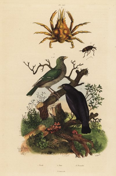 Czarna wilga, Oriolus hosii 1, zielona wilga, Oriolus flavocinctus 1a, czterorożny krab, Pisa tetraodon 2, chrząszcz ryjkowiec, gatunki Pissodes 3 autorstwa Unbekannt
