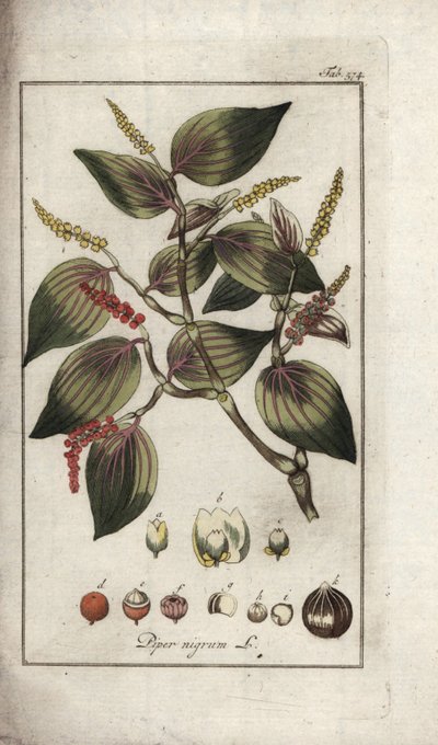 Naczynie z czarnym pieprzem (Piper nigrum). Litografia z "Afbeelding der Artseny-Gewassen" Johannesa Zorna (1739-1799), Holandia autorstwa Unbekannter Künstler