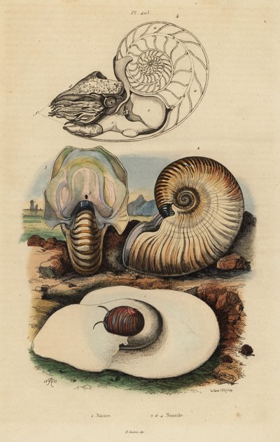 Ślimak księżycowy, Neverita didyma 1, łodzik chrupiący, pępek Nonion 2 i łodzik komorowy, Nautilus pompilius 3,4 autorstwa Unbekannt