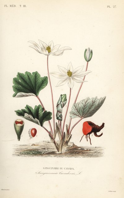 Bloodroot, Sanguinaria canadensis, Krwiożercza Kanada autorstwa Unbekannt