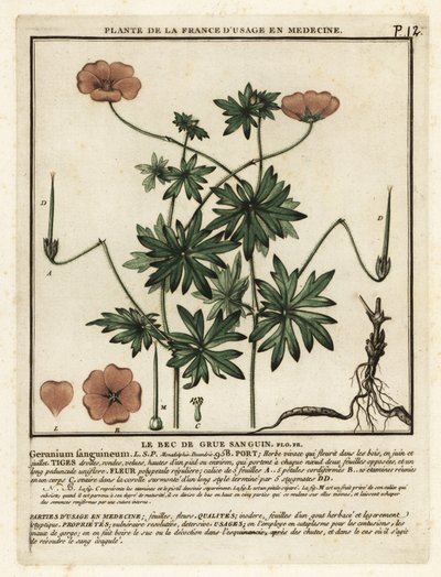 Krwawy dziób żurawia, Geranium sanguineum. autorstwa Unbekannter Künstler