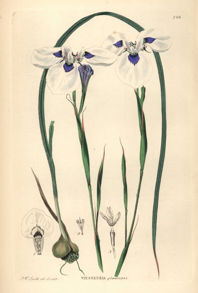 Blue-eyed Uintjie lub Blouooguintjie, Moraea aristata (Ocellate viesseuxia, Vieusseuxia glaucopis). Ręcznie kolorowany miedzioryt narysowany i wygrawerowany przez Fredericka W. Smitha na podstawie John Lindley and Robert Sweet