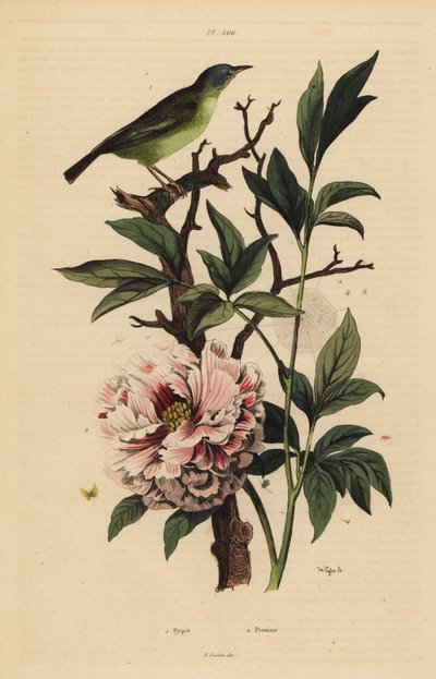 Fantail niebieskogłowy, Rhipidura cyaniceps 1 i piwonia, Paeonia suffruticosa 2 autorstwa Unbekannt