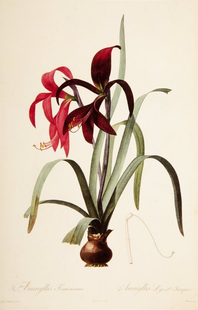 Ilustracja botaniczna/Reduta/Sprekelia formosissima/Saint James Lily/Jacobean Lily autorstwa William M. Timlin