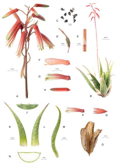 Deska Botaniczna/Aloes/Aloes autorstwa Unbekannt