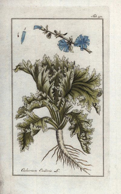 Botaniczne: Endywia, Cichorium endivia. Ręcznie kolorowana miedziorytnicza rycina botaniczna z "Afbeelding der Artseny-Gewassen" Johannesa Zorna, Jan Christiaan Sepp, Amsterdam. autorstwa Unbekannter Künstler