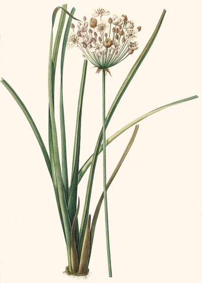 Ilustracja botaniczna/Rdoute/Butomus umbellatus/Umbelly Butome/Kwiatowa bransoletka autorstwa Unbekannt