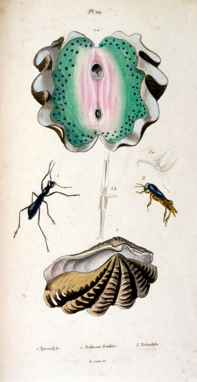 Ilustracja botaniczna i zoologiczna autorstwa F. E. Guérina. Z Dictionnaire pittoresque d