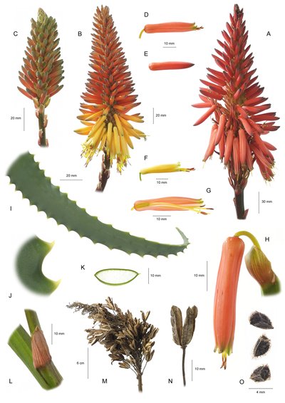 Tablica botaniczna/Aloe arborescens/Aloe arborescent autorstwa Unbekannt