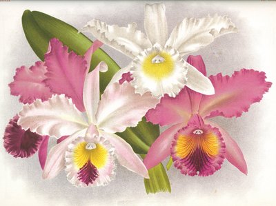 Deska botaniczna/Cattleya labiata/Lindenia autorstwa Unbekannt