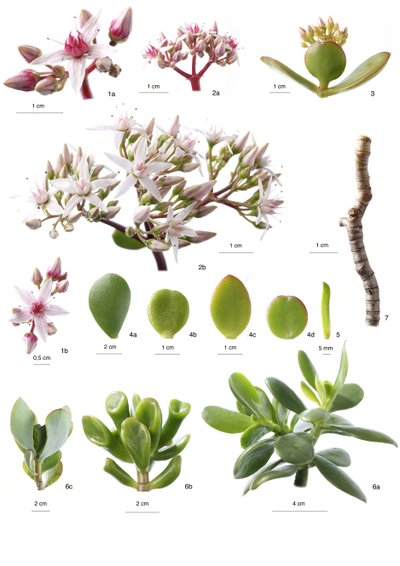 Tablica botaniczna/Crassula ovata autorstwa Unbekannt