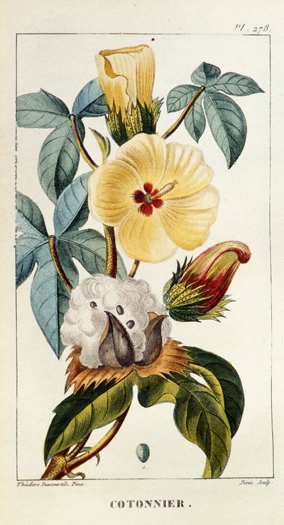 Deska botaniczna/Gossypium sp/Bawełna autorstwa Unbekannt