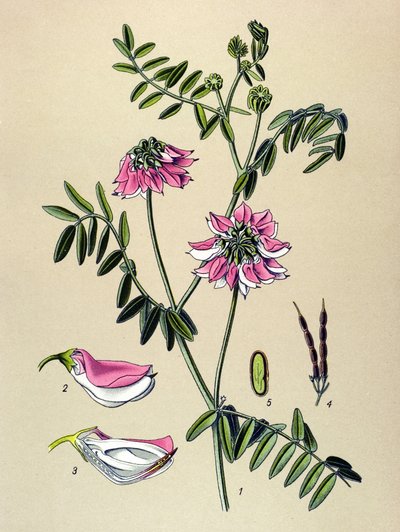 Tablica botaniczna, Roślina: Coronilla bigarree (Coronilla varia) autorstwa Unbekannter Künstler