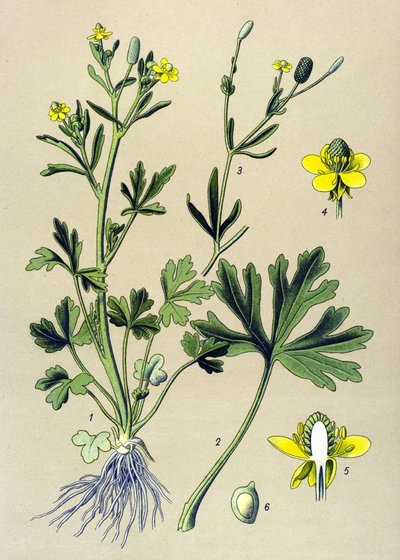 Tablica botaniczna. Żylne (toksyczne): jaskier jaskier scelerate lub liść selera (Ranunculus sceleratus) autorstwa Unbekannter Künstler