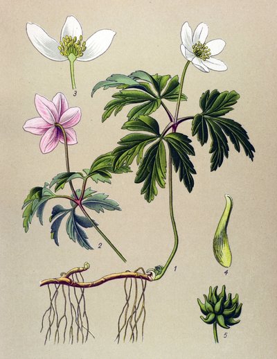 Tablero botánico nisqa. Veneno (toxico) y hampi yura: Anémona sylvie icha Anémona de la sacha (Anemone nemorosa)pulido autorstwa Unbekannter Künstler
