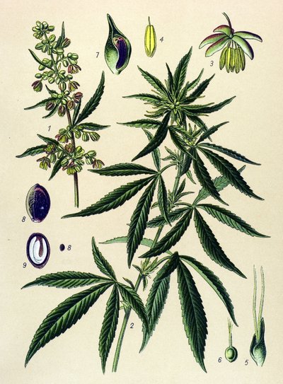 Tablica botaniczna. Roślina żylna (toksyczna) i lecznicza: Konopie siewne (Cannabis sativa) autorstwa Unbekannter Künstler