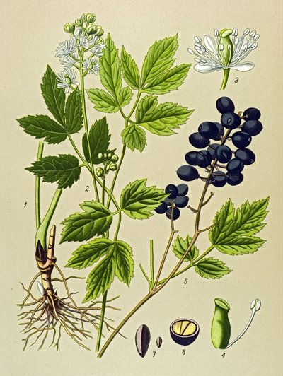 Tablica botaniczna. Roślina żylna (toksyczna) i lecznicza: Adonis letni (Adonis aestivalis) autorstwa Unbekannter Künstler