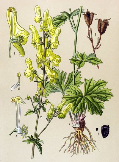 Tablica botaniczna. Roślina żylna (toksyczna) i lecznicza: zabójca wilków lub zabójca wilków (Aconitum lycoctonum) autorstwa Unbekannter Künstler