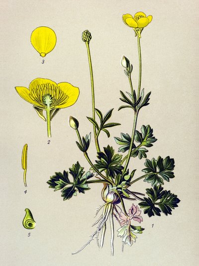 Placa botânica. Planta venosa (tóxica): botão de ouro bulboso ou botão dourado (Ranunculus bulbosus) polonês autorstwa Unbekannter Künstler
