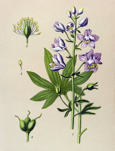Tablica botaniczna. Roślina żylna (toksyczna): Dolphinella staphysegar (Delphinium staphysagria) autorstwa Unbekannter Künstler