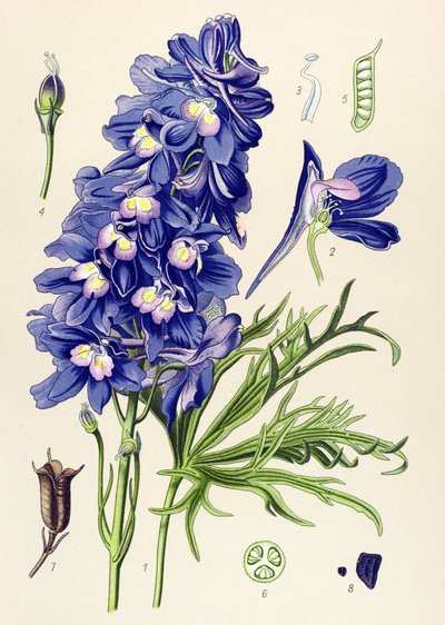 Tablica botaniczna. Roślina żylna (toksyczna): łapki delfina lub skowronka (Delphinium grandiflorum) autorstwa Unbekannter Künstler