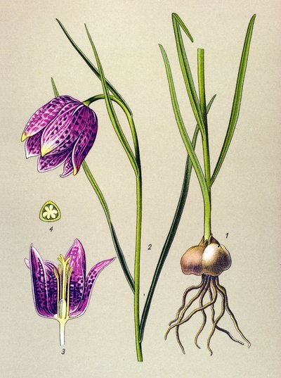Tablica botaniczna. Roślina żylna (toksyczna): perliczka lub „perliczka” (Fritillaria meleagris) autorstwa Unbekannter Künstler