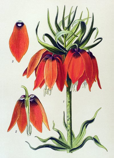 Tablica botaniczna. Roślina żylna (toksyczna): imperiale fritillaria imperialis autorstwa Unbekannter Künstler