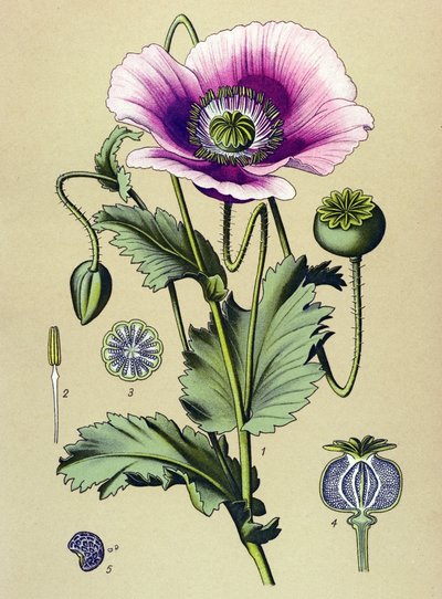 Tablica botaniczna. Roślina żylna (toksyczna) i lecznicza: mak śpiący (Papaver somniferum) autorstwa Unbekannter Künstler