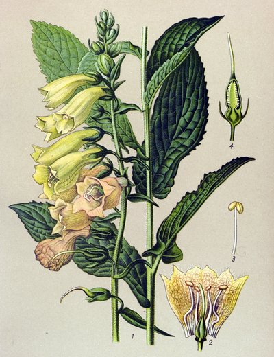 Tablica botaniczna, roślina: Cyfrówka wielkokwiatowa (Digitalis grandiflora) autorstwa Unbekannter Künstler