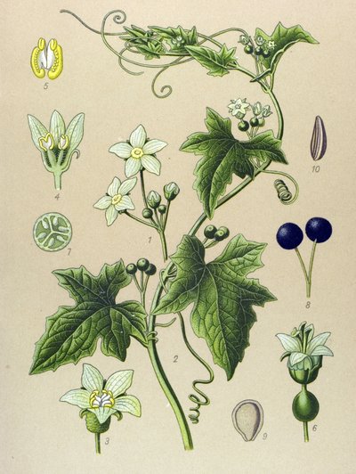 Tablica botaniczna, roślina: Bryone (Bryonia alba) autorstwa Unbekannter Künstler