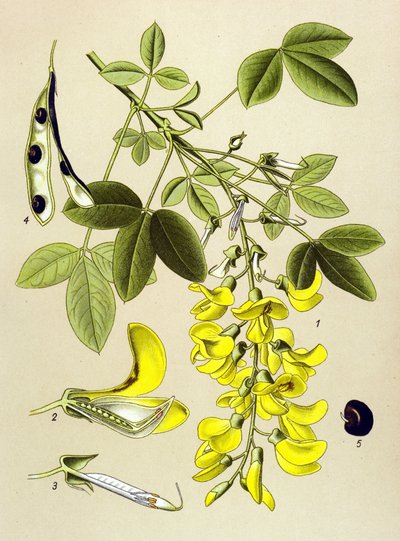 Tablica botaniczna, roślina: Cytisus Laburnum lub Heban pospolity (Cytisus Laburnum) autorstwa Unbekannter Künstler