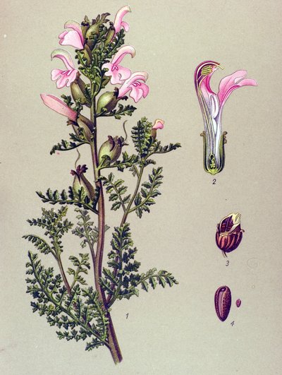 Tablica botaniczna, roślina: Szypułka bagienna (Pedicularis palustris) autorstwa Unbekannter Künstler
