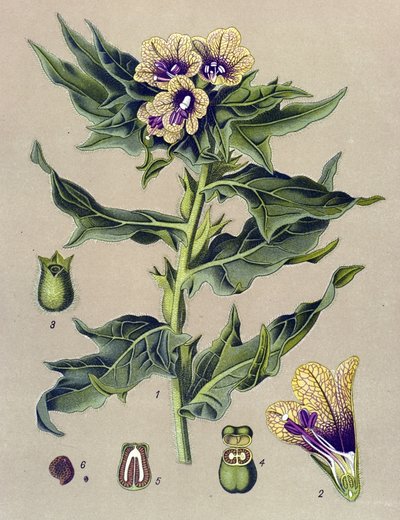 Tablica botaniczna, roślina: czarna obwódka (Hyoscyamus niger) autorstwa Unbekannter Künstler