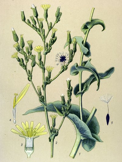 Tablica botaniczna, roślina: sałata żelazista lub sałata dzika (Lactuca virosa) autorstwa Unbekannter Künstler
