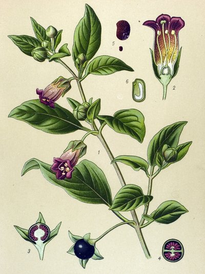 Tablica botaniczna, roślina La belladonna (Atropa belladonna) autorstwa Unbekannter Künstler