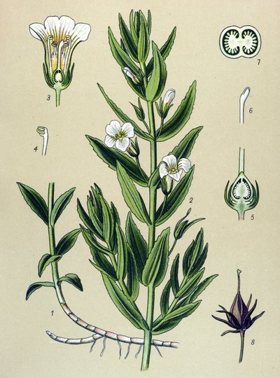 Tablica botaniczna, roślina: Gratiole officinale (Gratiola officinalis) autorstwa Unbekannter Künstler