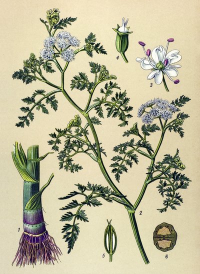 Tablica botaniczna, roślina trująca i lecznicza: Wodna Oenanthe (Oenanthe aquatica) autorstwa Unbekannter Künstler