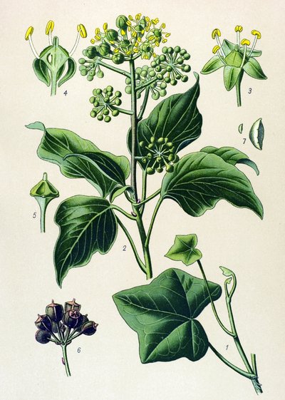 Tablica botaniczna, roślina trująca i lecznicza: bluszcz pnący lub bluszcz pospolity (Hedera helix) autorstwa Unbekannter Künstler