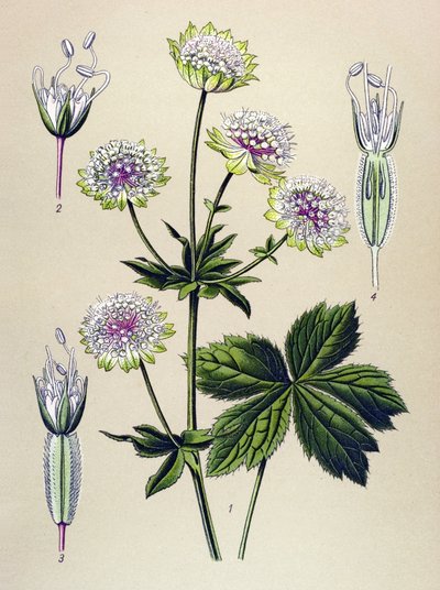 Tablica botaniczna, roślina żylna (toksyczna) i lecznicza: wielka astrancja (Astrantia major) autorstwa Unbekannter Künstler