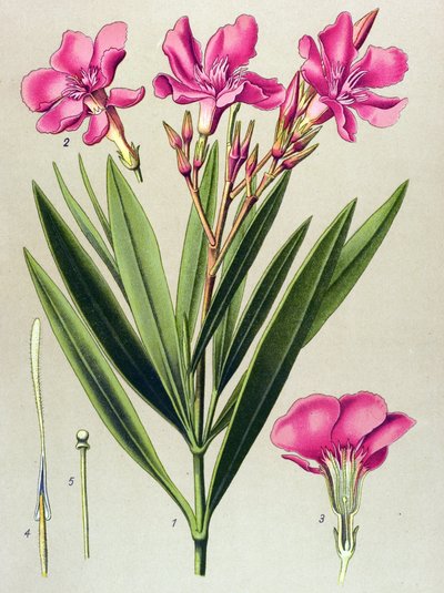 Tablica botaniczna, roślina żylna (toksyczna) i lecznicza: liść laurowy różowy (Nerium oleander) autorstwa Unbekannter Künstler