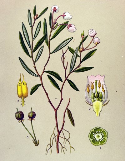 Tablica botaniczna, roślina jadowita (toksyczna): Andromeda ma liście polonu (Andromeda polifolia) autorstwa Unbekannter Künstler