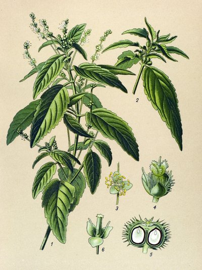 Tablica botaniczna, roślina trująca (toksyczna): Jednoroczna rtęć (Mercurialis annua) autorstwa Unbekannter Künstler