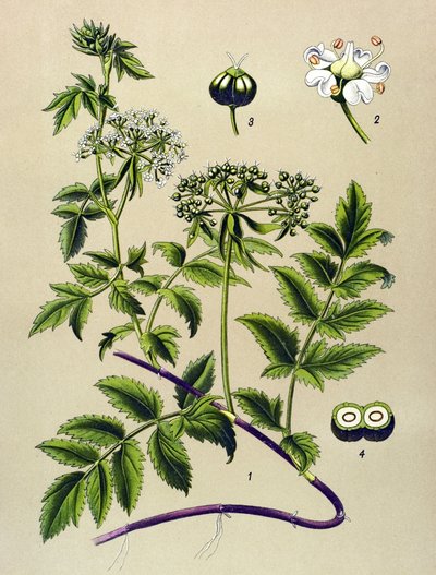 Tablica botaniczna, roślina żylna (toksyczna): Berle (Berula angustifolia) autorstwa Unbekannter Künstler