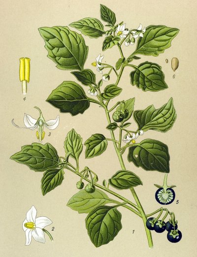 Tablica botaniczna, roślina żylna (toksyczna): Czarna jagoda (Solanum nigrum) autorstwa Unbekannter Künstler