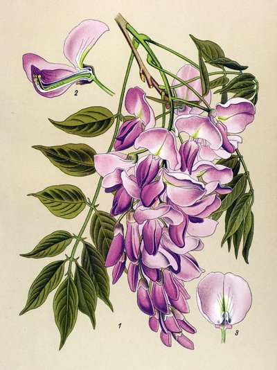 Tablica botaniczna, roślina jadowita (toksyczna): glicyna chińska (Wisteria chinensis) autorstwa Unbekannter Künstler