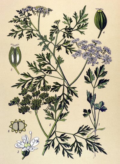 Tablica botaniczna, roślina jadowita (toksyczna): Pietruszka psia lub pietruszka fałszywa (Aethusa cynapium) autorstwa Unbekannter Künstler
