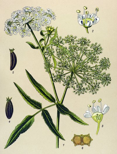 Tablica botaniczna, roślina żylna (toksyczna): Great Berle (Sium latifolium) autorstwa Unbekannter Künstler